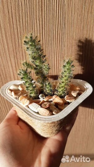 Кактус маммилярия