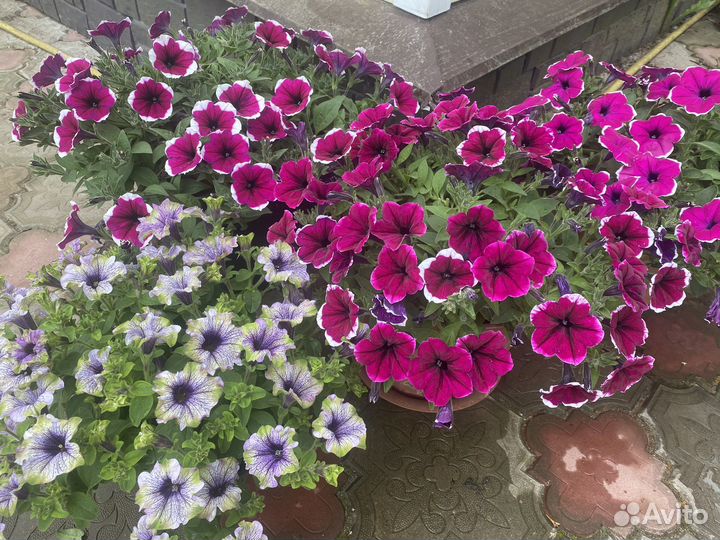 Петуния в кашпо