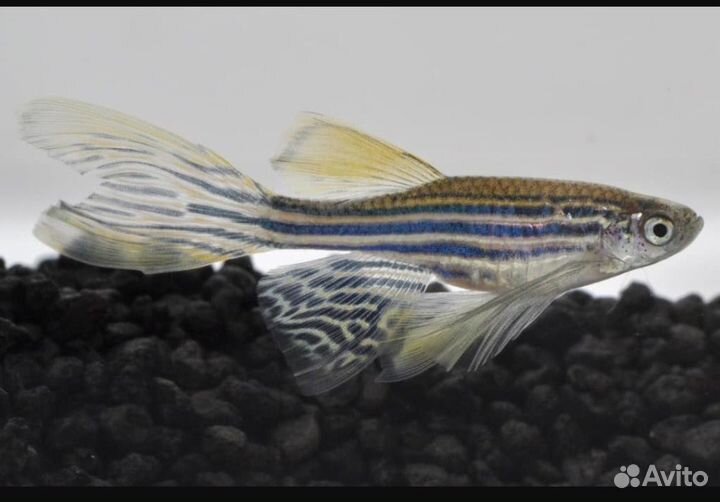 Неоны, Тернеции, Молли, Кардиналы, Данио, Гуппи