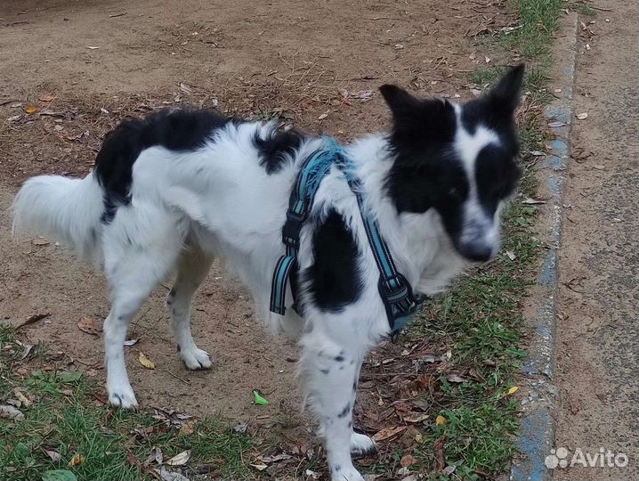 Потеряшка на Судозаводе