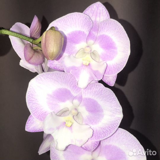Орхидея фаленопсис Биг Лип Aladdin's Kizz Big Lip