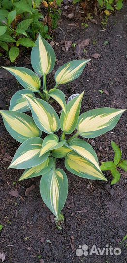 Хосты сортовые