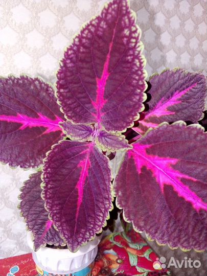 Колеус. Крапивка