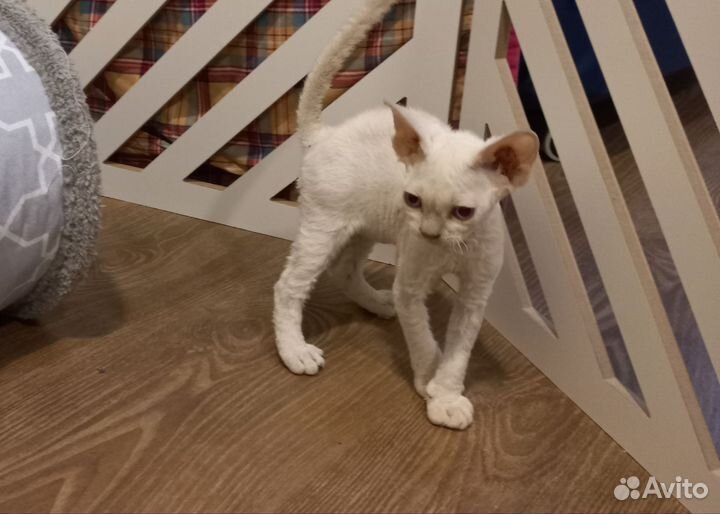 Девон-рекс котик