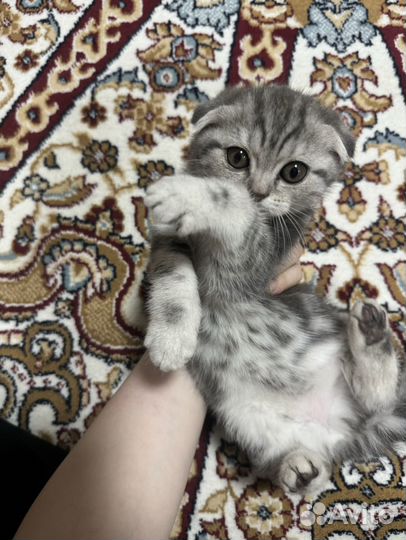 Шотландская