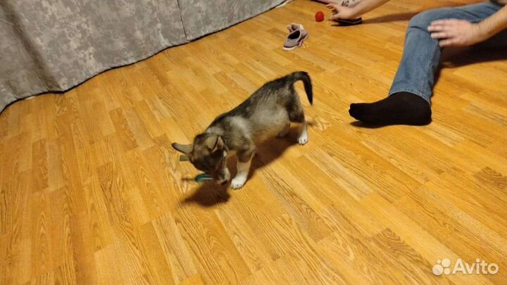 Хаски с корги