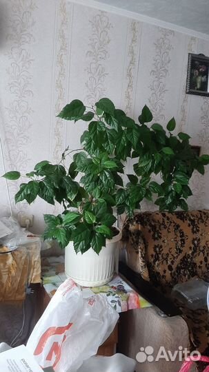 Гибискус китайская роза