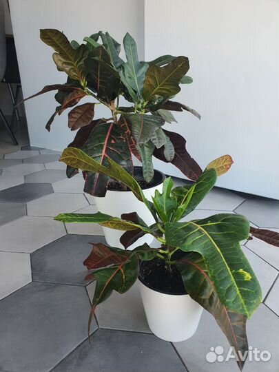 Кодиеум кротон