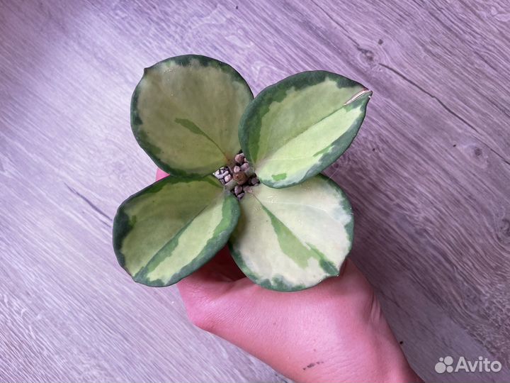 Хойи, хойя #1