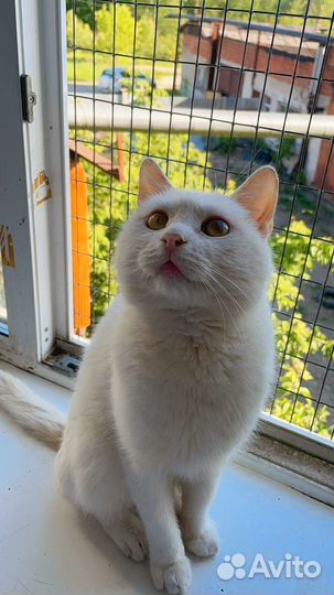 Белоснежный котик Джус в дар