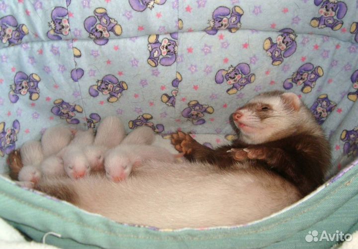 Щенки Хорька