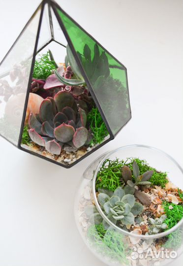 Флорариум суккуленты эхеверии