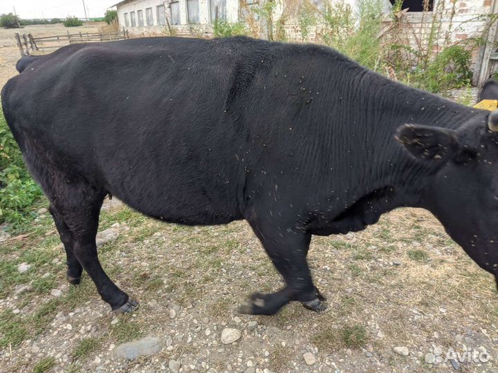 Коровы, телочки, телята