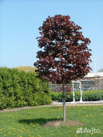 Клен красный пышный