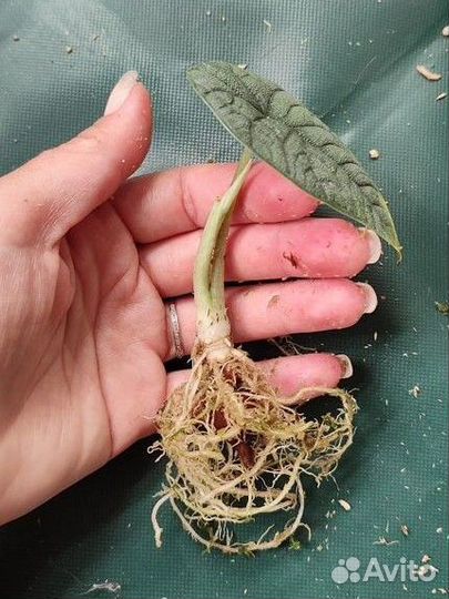 Алоказия мело