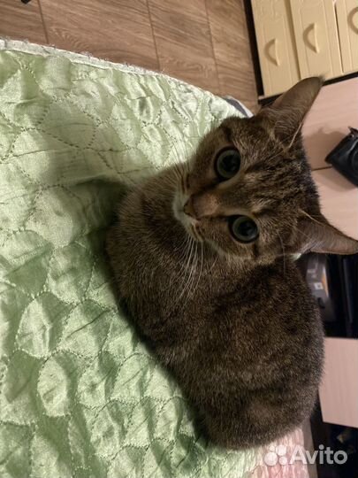 Кошка в дар