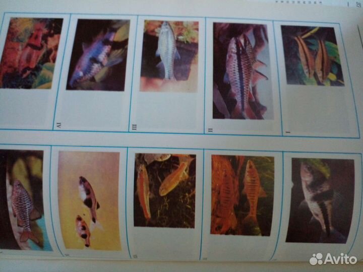 Экзотические аквариумные рыбы энциклопедия