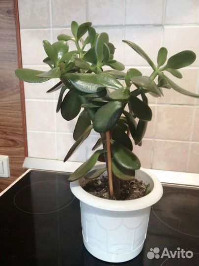 Толстянка-денежное дерево