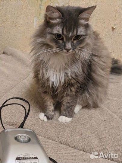 Помпа компрессор для воды Hailea ACO 9602