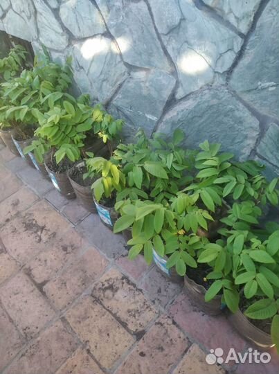 Маньчжурский орех