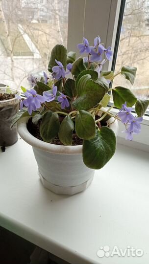 Фиалка сиреневая