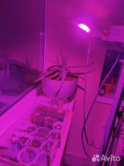 Фитолампа прожектор полного спектра 50w