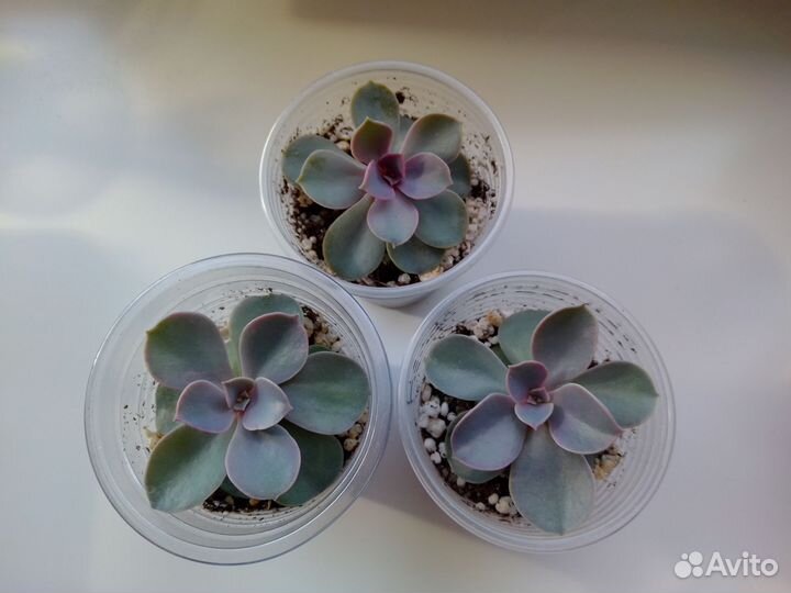 Эхеверия суккулент