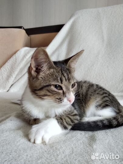 Котик в добрые руки