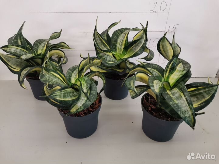 Сансевиерия ханни спираль