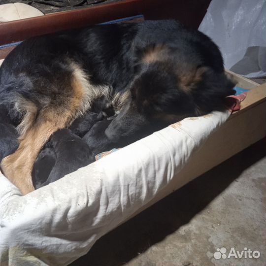 Немецкая овчарка