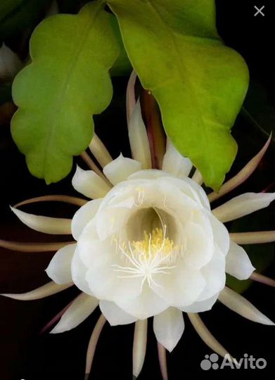 Эпифиллум Оксипеталлум, и красный и розовый