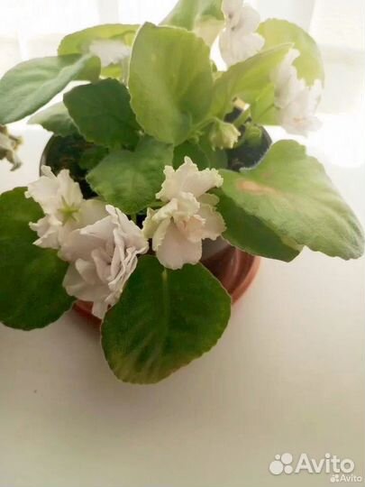 Сортовые фиалки