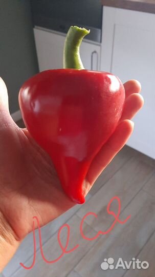 Семена дынь перца томатов