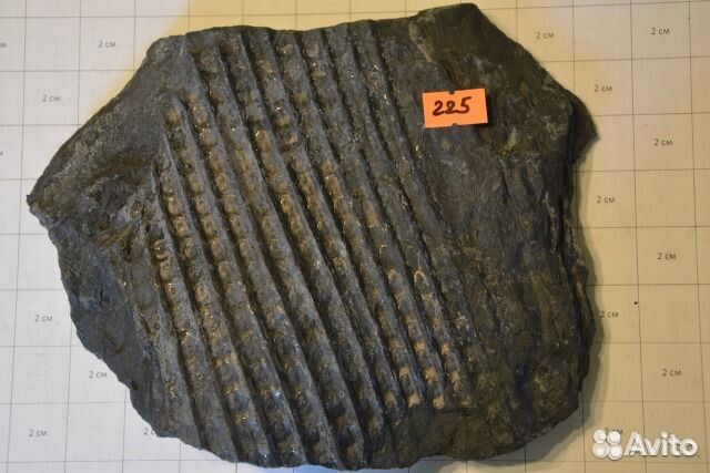 Сигиллярия Sigillaria sp. и Каламиты Calamites sp