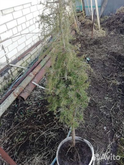 Можжевельник