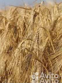 Зерно пшеница 3 класс