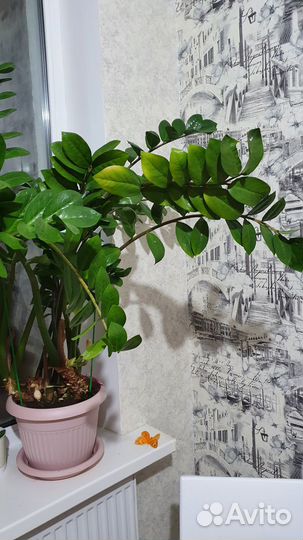 Замиокулькас