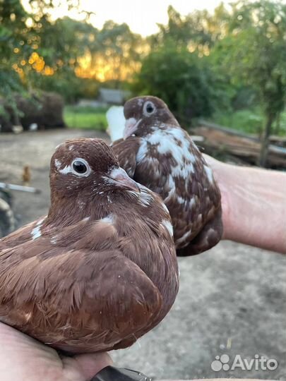 Николаевские голуби