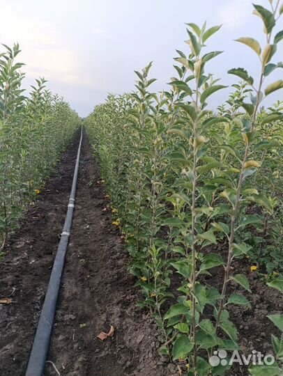 Саженцы яблони на 106 подвои