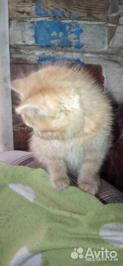 Кот. Молодой