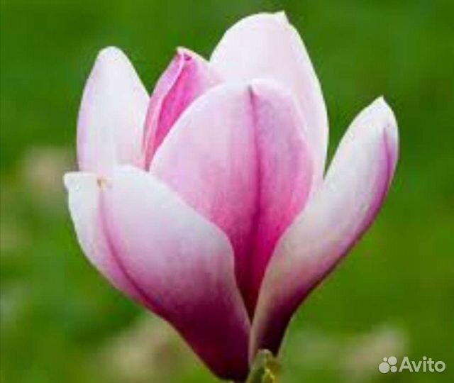 Магнолия Pinke в 4л горшке