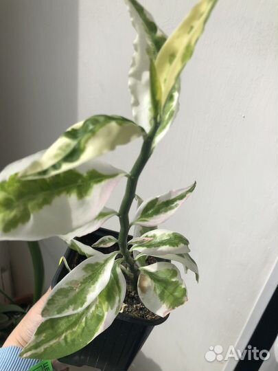 Педилантус