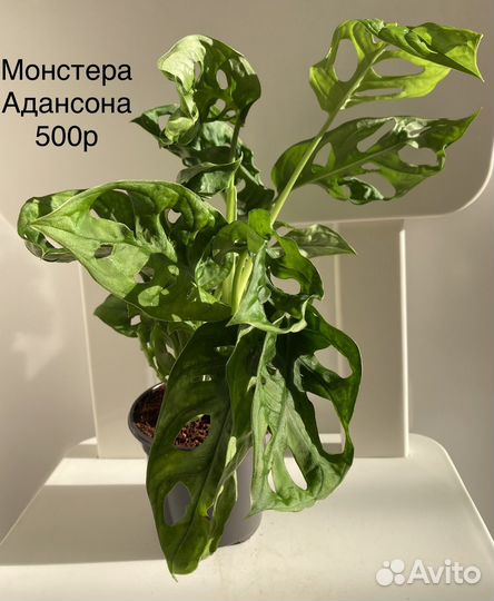 Монстера Адансона