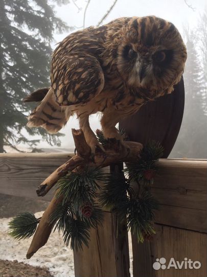 Чучело птицы