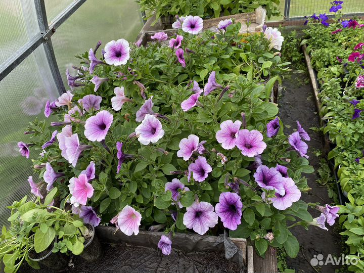 Рассада помидор и огурцов