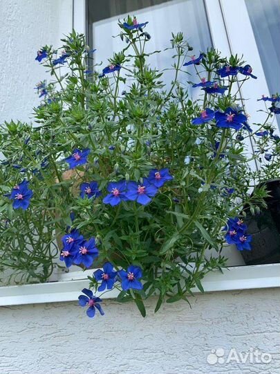 Бакопа рассада