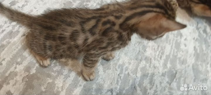 Бенгальские котята