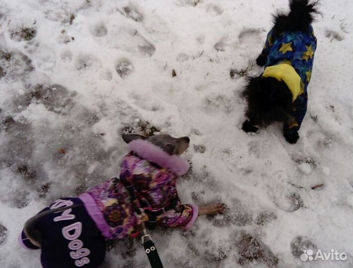 Передержка для вашей собачки