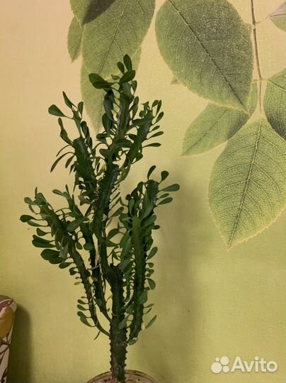 Кактус молочай