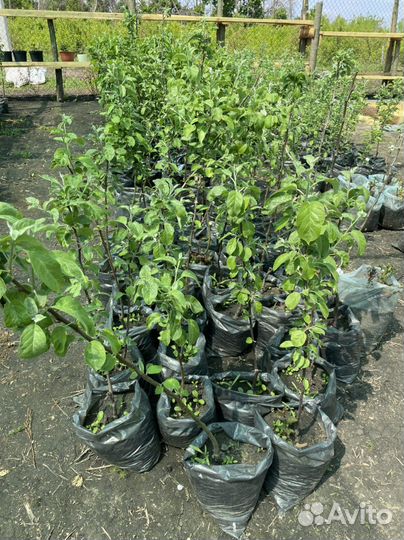 Подвой яблони